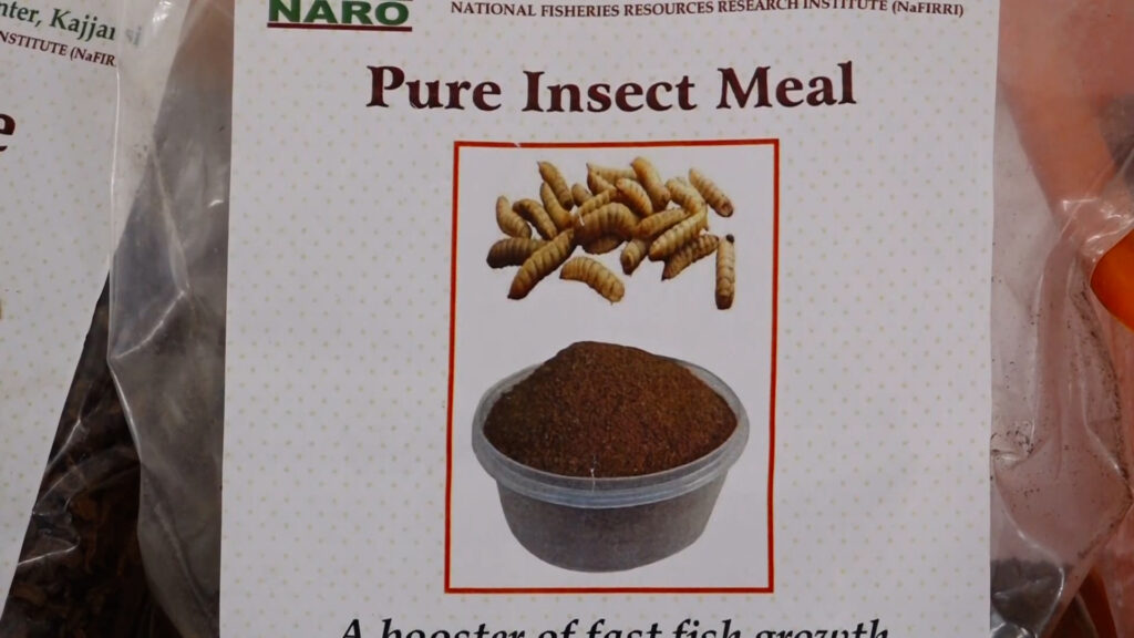 New Fly Project Set to Transform Fish Farming in Uganda